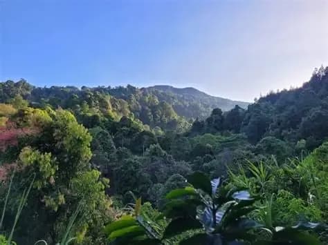 Bukit Pinus Paseban Camp