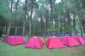 Pinus Camp Songgon
