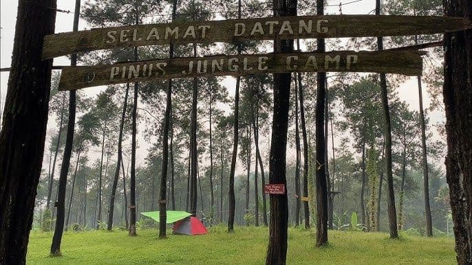 Pinus Jungle Camp