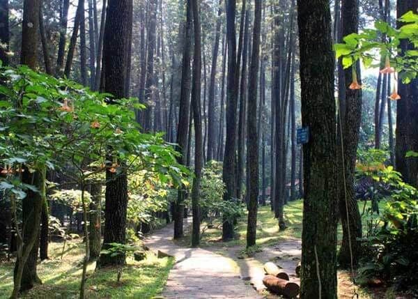 Tahura Family Camp gallery 2