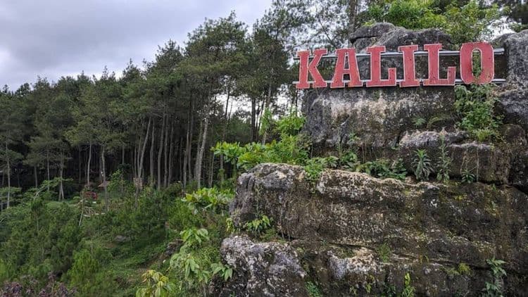 Hutan Pinus Kalilo