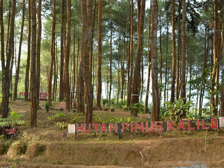 Hutan Pinus Kalilo gallery 2